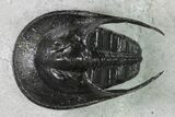 Harpes (Scotoharpes) Trilobite - Excellent Specimen #154191-3